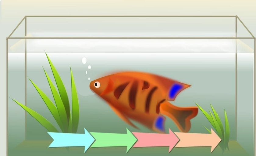 image of fish in a fish tank with cycling diagram