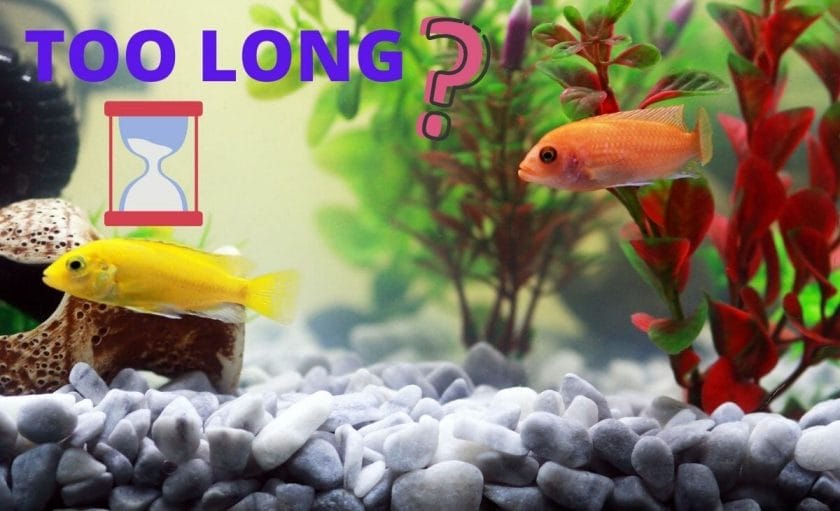 fish tank with fish and text overlay "how long"