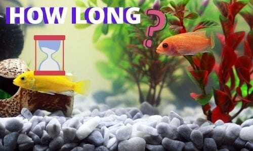 How Long Does It Take To Cycle A Fish Tank? (Without And With Fish)