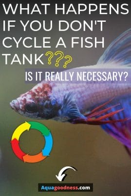 a betta fish image with test on it "What Happens if You Don't Cycle a Fish Tank? (Is It Really Necessary)"
