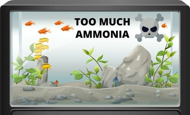 too much ammonia in aquarium