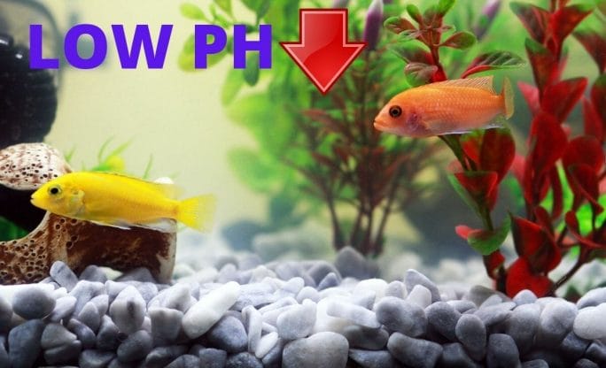 low ph in aquarium