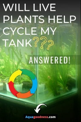 Will Live Plants Help Cycle My Tank? (Answered) text with fish tank image with plants
