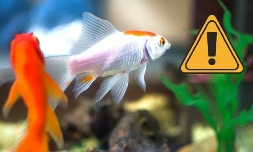 What Happens if You Don't Cycle a Fish Tank? (Is It Really Necessary)
