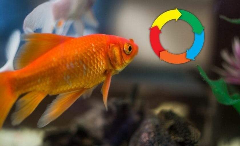 image of goldfish with cycle diagram