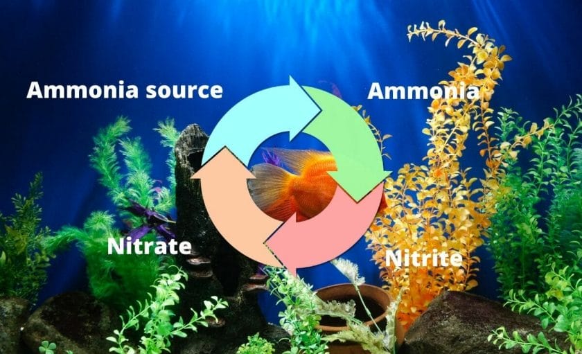 nitrogen cycle with plants