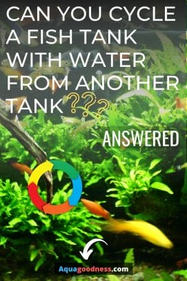 Can You Cycle a Fish Tank With Water From Another Tank? image
