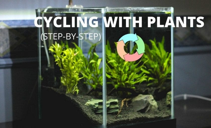 planted fish tank with cycle diagram and text overlay "cycling with plants"