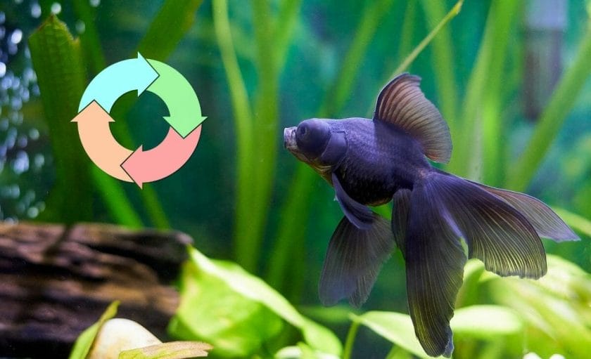 planted fish tank with cycle diagram and fish