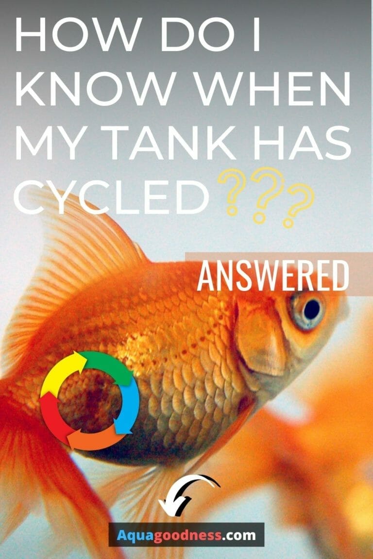 How Do I Know When My Tank Has Cycled? (Answered)