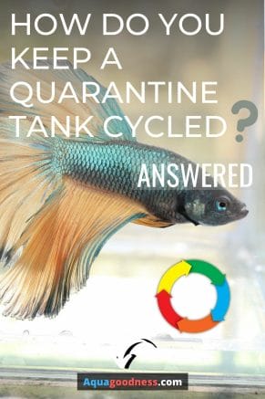 How do you keep a quarantine tank cycled? (Answered) image