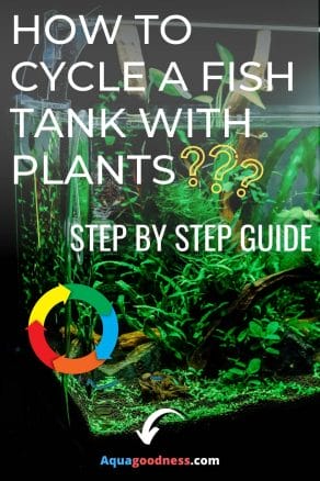 How to Cycle a Fish Tank With Plants? (Step by Step Guide) image