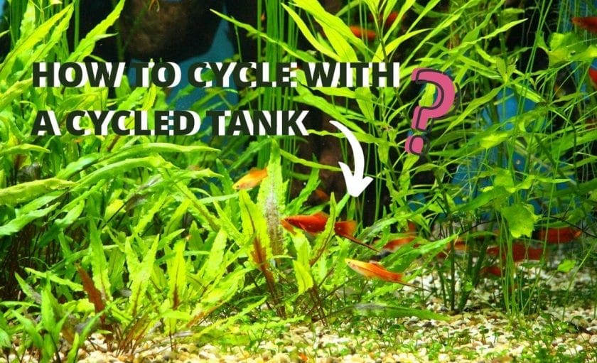 fish tank image with text "HOW TO CYCLE WITH A CYCLED TANK" and question mark