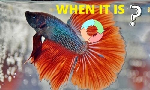 How Do I Know When My Tank Has Cycled? (Answered)