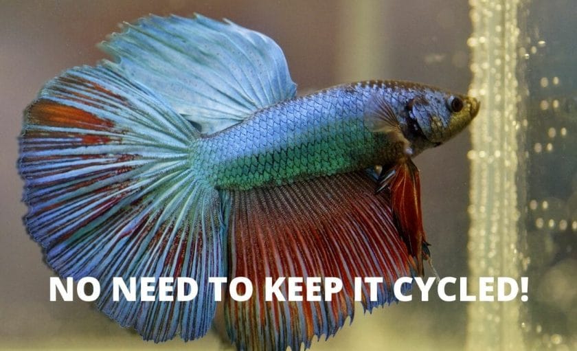 betta fish image with "NO NEED TO KEEP IT CYCLED!" text overlay