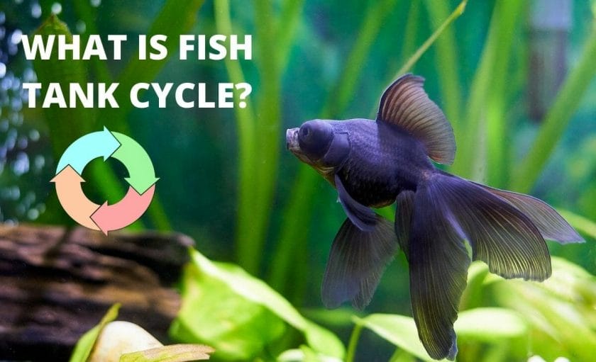 image of fish with diagram of cycle and text overlay "what is fish tank cycle"