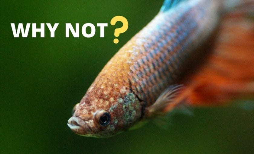 Betta fish image with text "why not" and question mark