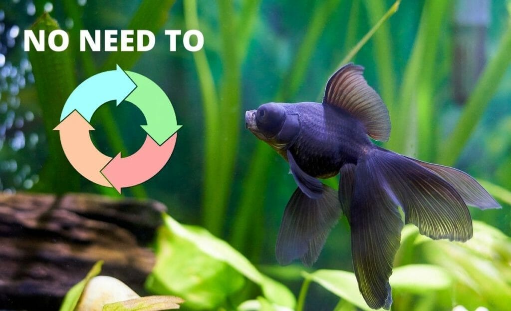 fish tank image with text no need to cycle