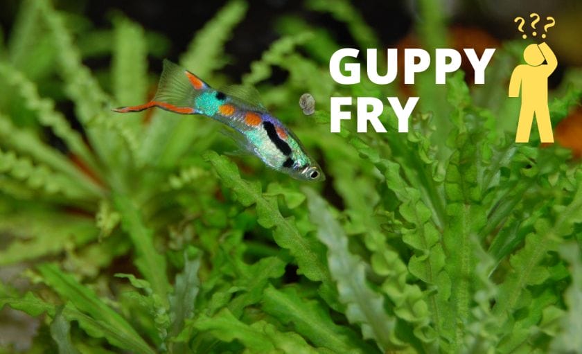 Guppy image with text guppy fry with confused man illustration