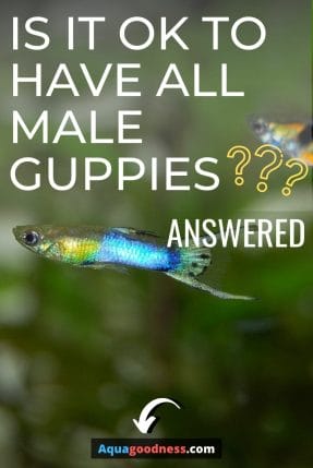 Is It Ok to Have All Male Guppies? (Answered) image
