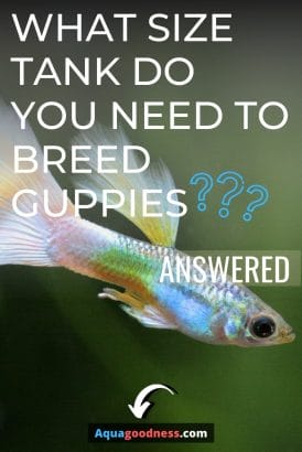 What Size Tank Do You Need to Breed Guppies? (Answered) image