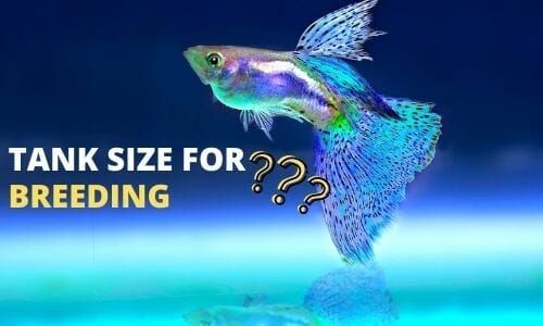 What Size Tank Do You Need to Breed Guppies? (Answered)