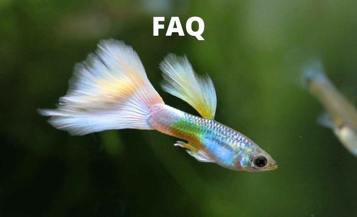 What Human Food Can Guppies Eat? (Answered) Aqua Goodness