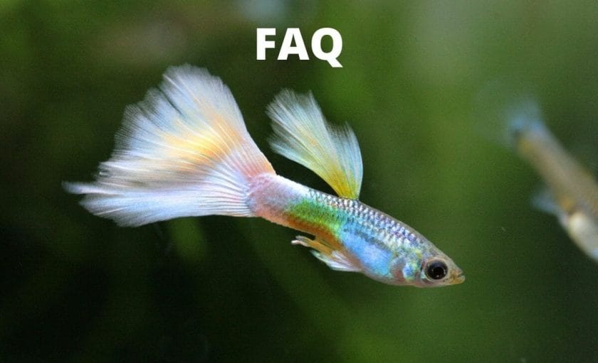 guppy fish image with text faq