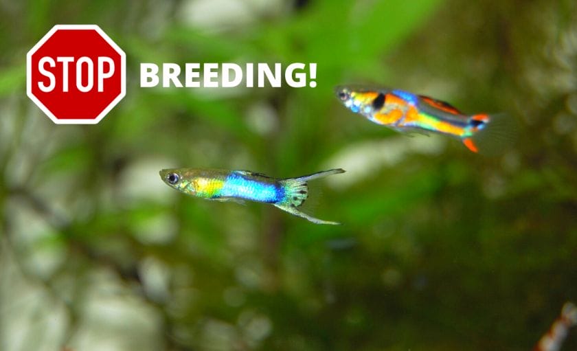 guppy fish with stop sign and breeding text