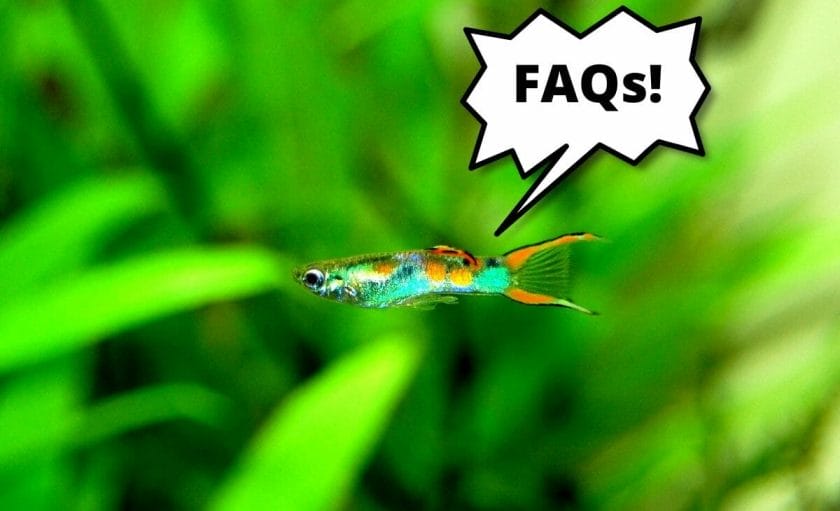 guppy fish with text overlay faqs