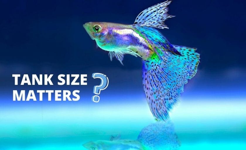 guppy fish with text tank size matters and question mark