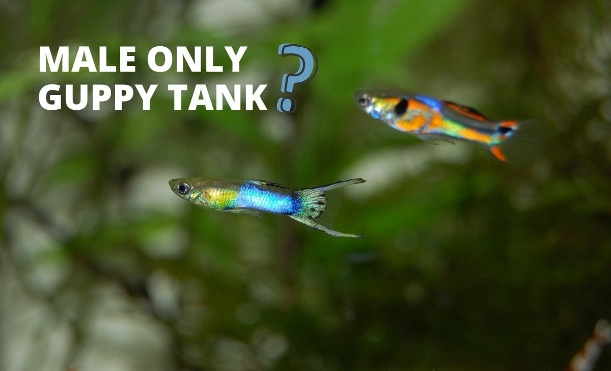 Is It Ok to Have All Male Guppies? (Answered) Aqua Goodness