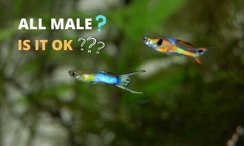 Is It Ok to Have All Male Guppies? (Answered) - Aqua Goodness