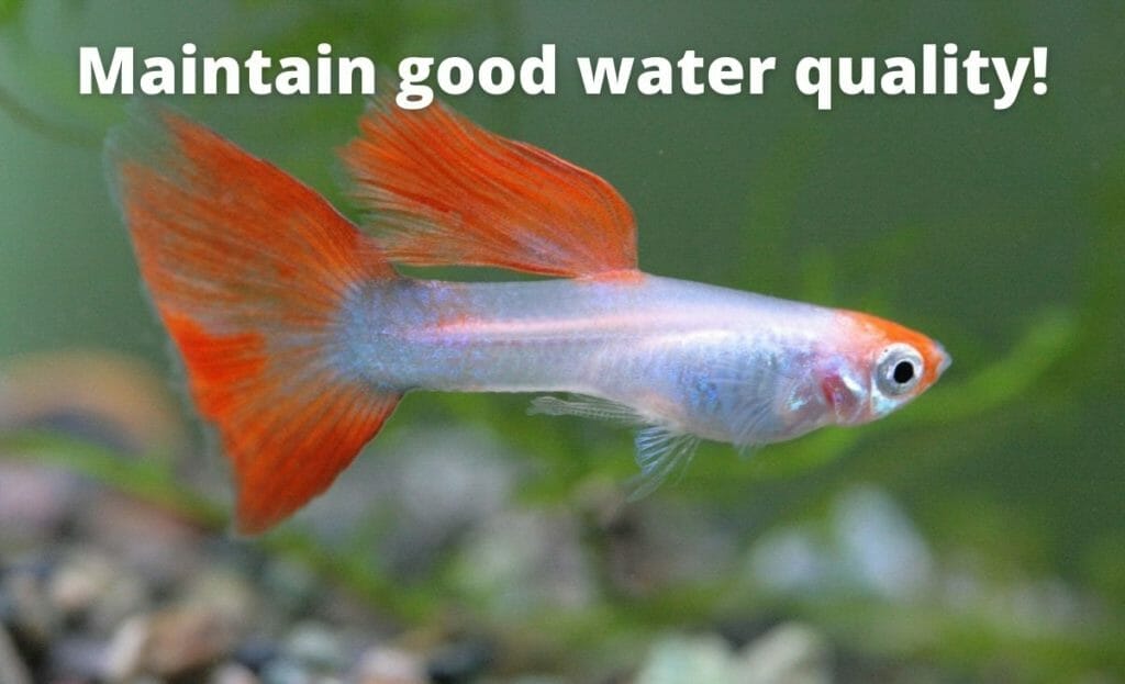 imagine de pește guppy cu suprapunere de text "menține o calitate bună a apei"