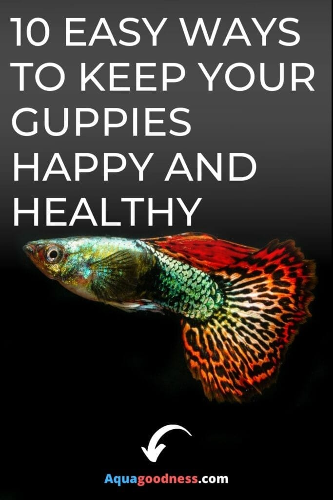 10 Easy Ways to Keep Your Guppies Happy and Healthy image