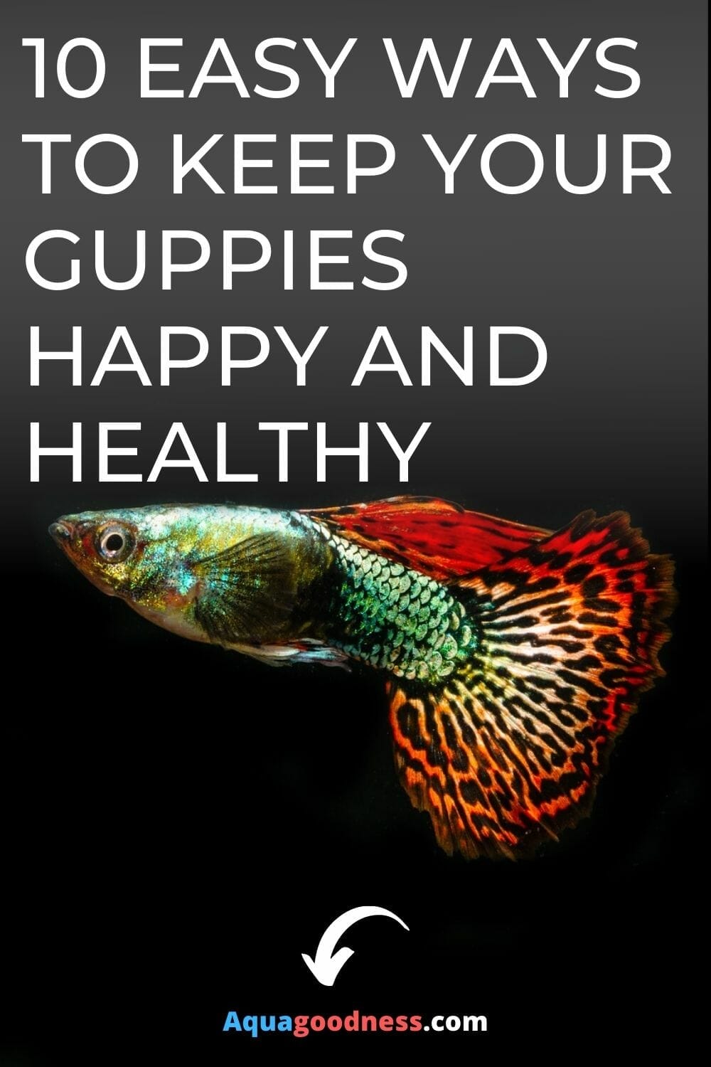 10 helppo tapoja pitää Guppies onnellinen ja terve kuva
