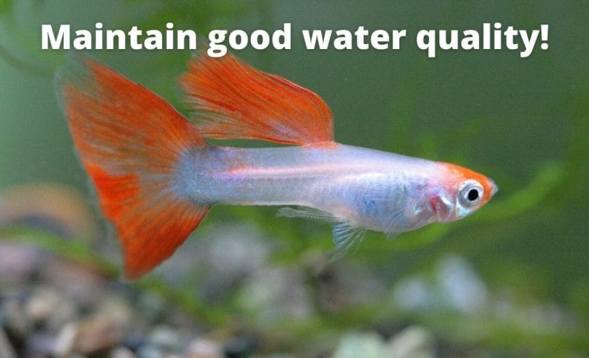 guppy fish image with text overlay "maintain good water quality"
