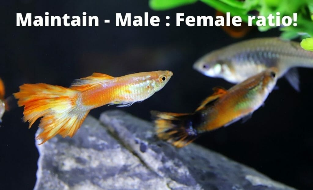 image de poisson guppy avec superposition de texte "maintenir le ratio hommes-femmes"