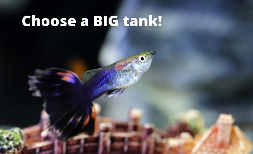 guppy fish afbeelding met tekst overlay "kies een grote tank"