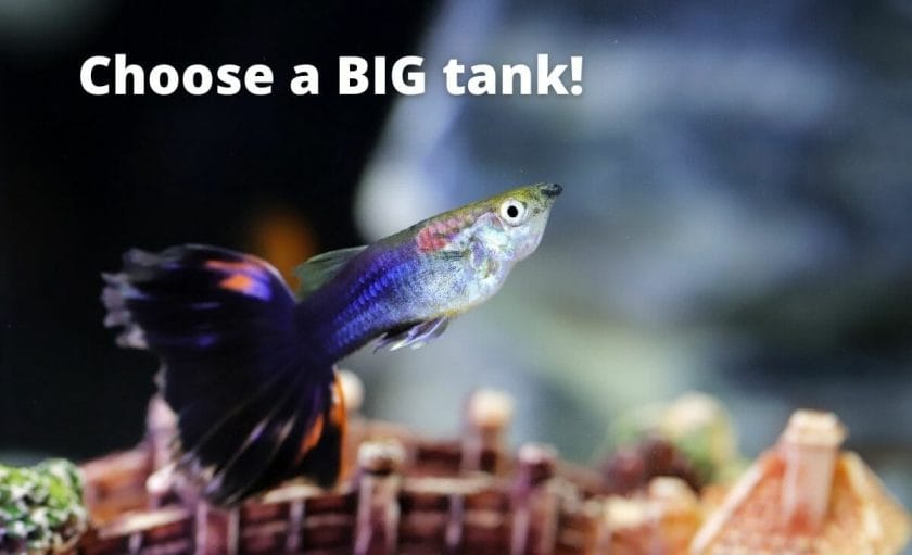 guppy fish image with text overlay "choose a big tank"