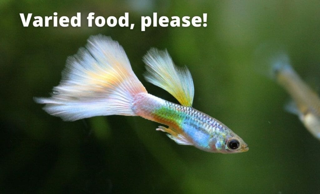 obraz ryby guppy z nakładką tekstową " zróżnicowane jedzenie proszę!"
