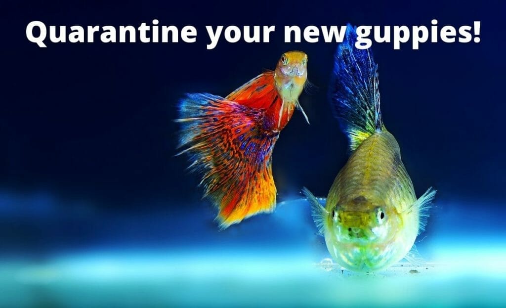 guppy fish bilde med tekst overlay "Karantene dine nye guppies"