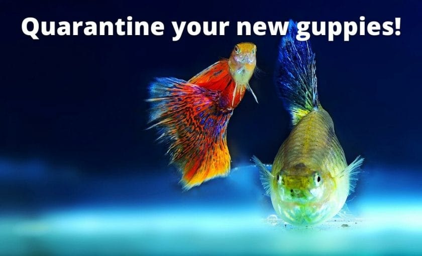 guppy fish image with text overlay "Quarantine your new guppies"