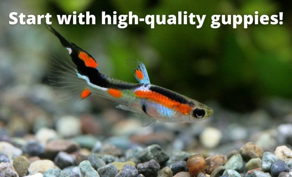  image de poisson guppy avec superposition de texte "commencez avec des guppys de haute qualité"