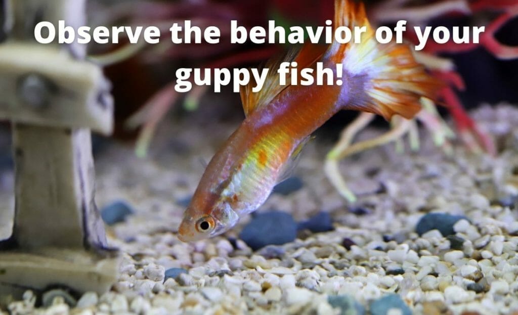 guppy fisk bild med text overlay "observera beteendet hos din guppy fisk"