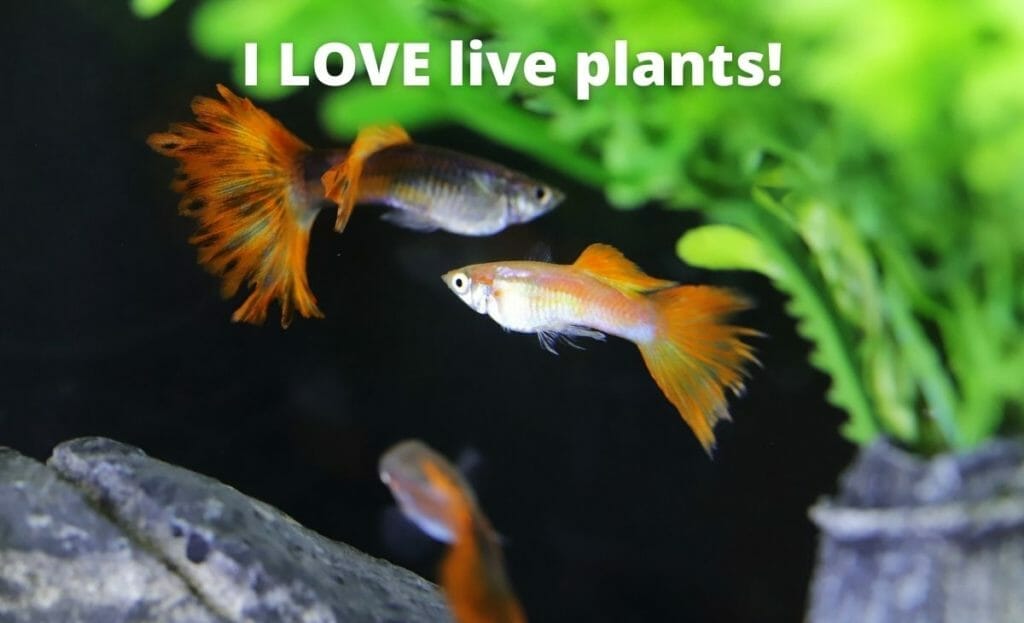 guppy fisk bild med text overlay "jag älskar levande växter"