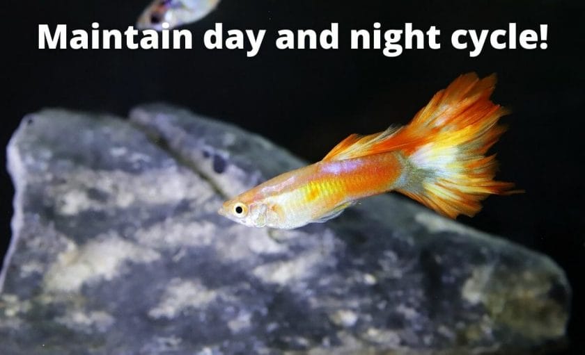 guppy fish image with text overlay "maintain day and night cycle"