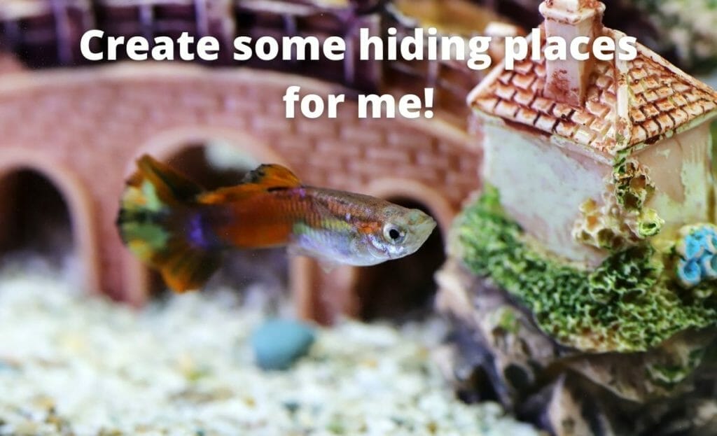 immagine guppy pesce con sovrapposizione di testo "creare alcuni nascondigli per me"