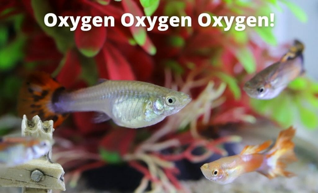 imagine de pește guppy cu suprapunere de text "oxigen oxigen oxigen"