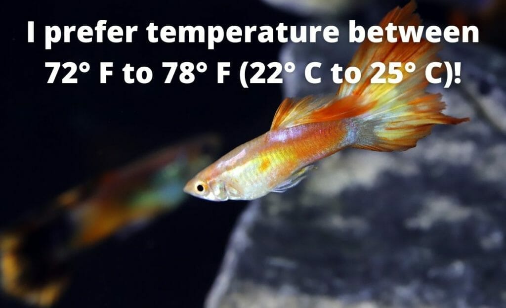 guppy fish kuva tekstillä overlay "mieluummin lämpötila välillä 72° F-78° F (22° C-25° C)"